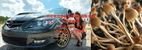 крисы Алзамай